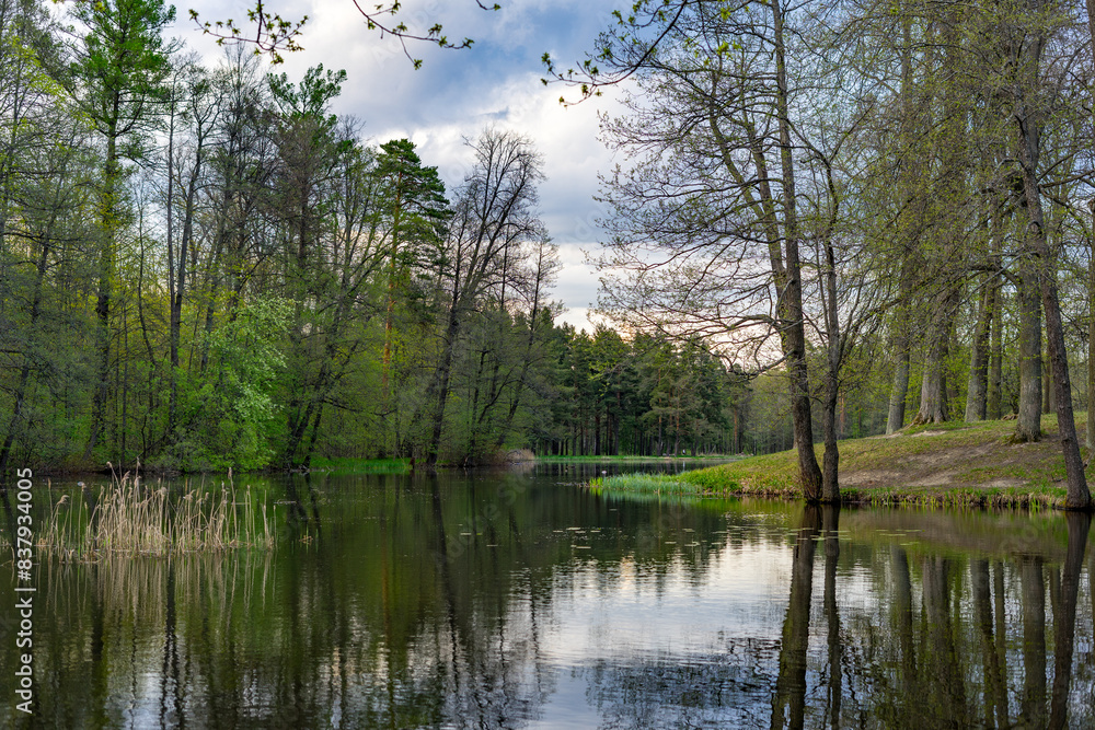 lake in the forest lake in the forest