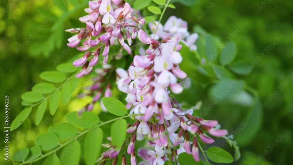 Pink acacia flowers, fragrant spring flowers. Pink acacia flowers, fragrant spring flowers.