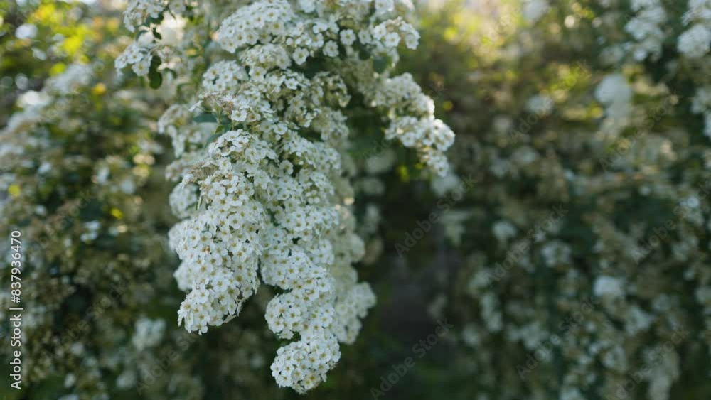 Flowering branches of Spiraea vanhouttei in the spring garden. Flowering branches of Spiraea vanhouttei in the spring garden.