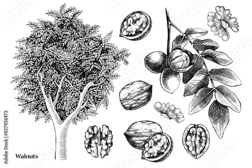 Hand drawn walnuts vector set