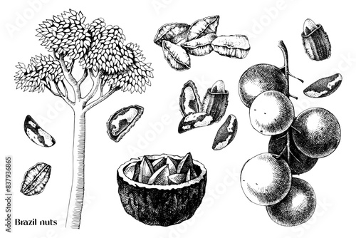 Hand drawn brazil nuts vector set