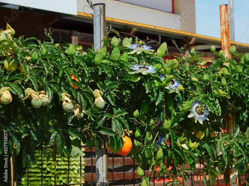 Foto Passion fruit flowers, and fruits, in Attica,Greece