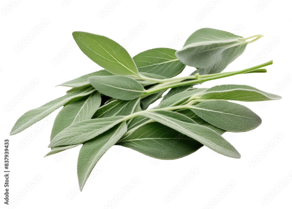 Organic sage leaves bunch isolated on transparent or white background, perfect for vegan cooking and healthy, natural culinary recipes in high-quality PNG format Organic sage leaves bunch isolated on transparent or white background, perfect for vegan cooking and healthy, natural culinary recipes in high-quality PNG format