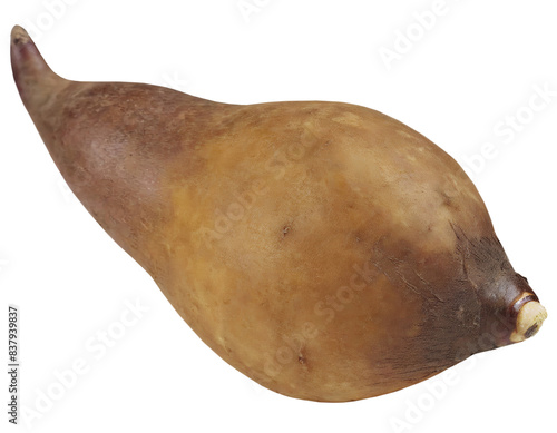 a single freshly harvested yacon root or tuber photo