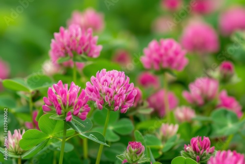 Pink clover flowers bloom in a field of green foliage  creating a vibrant display of color and life