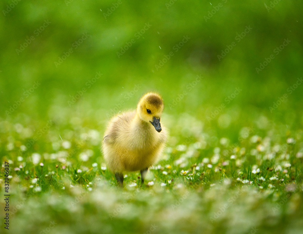 Adorable baby Canadian goose on lush green grass Adorable baby Canadian goose on lush green grass