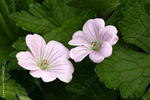 фотографія closeup of flowers of Geranium ‘Dreamland’ in a cottage garden in early summer