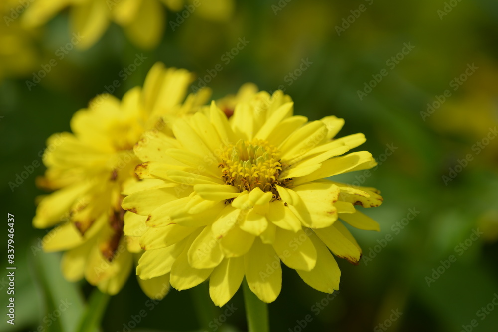 Nahaufnahme einer gelben Blume in ihrer Natur Nahaufnahme einer gelben Blume in ihrer Natur
