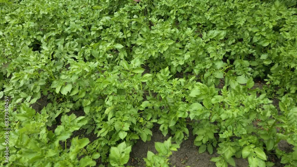 potato plantations grow in the field. vegetable rows. farming, agriculture. Landscape with agricultural land. potato plantations grow in the field. vegetable rows. farming, agriculture. Landscape with agricultural land.