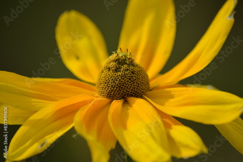 Nahaufnahme einer gelb blühenden Blume in ihrer Natur