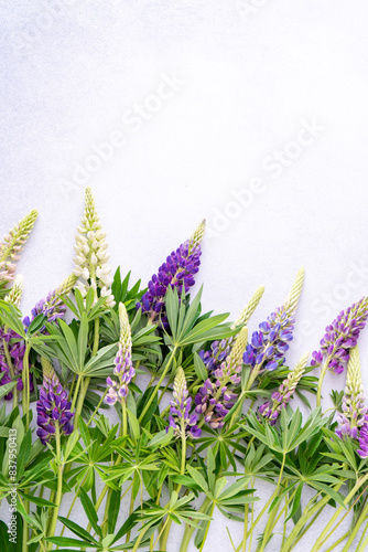 Lupine flowers. Purple pink buds plant. Petal floral background. Lupinus wild flower different color