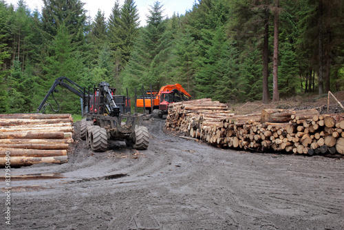 Harvesting of woods in Peak District, England.