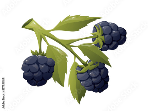 Branch with leaves and black ripe blackberries. Vector isolated cartoon illustration.