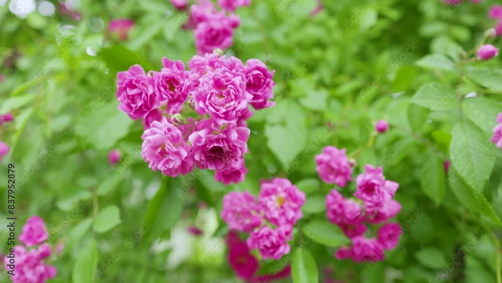 Colorful, beautiful, delicate rose in the garden. Colorful, beautiful, delicate rose in the garden.
