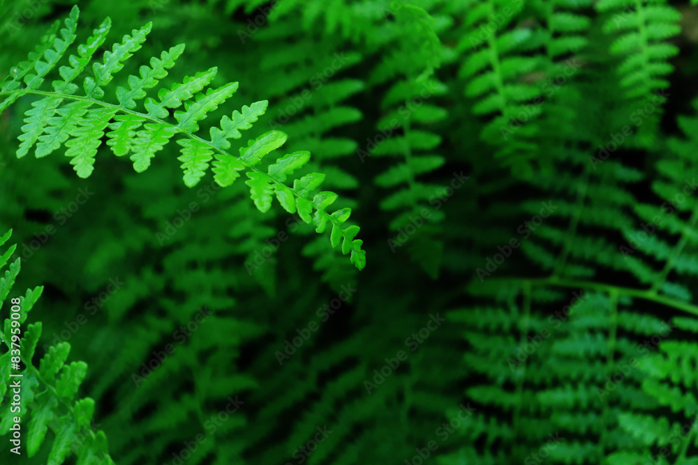Abstract green fern leaf texture, nature background, tropical leaf Abstract green fern leaf texture, nature background, tropical leaf