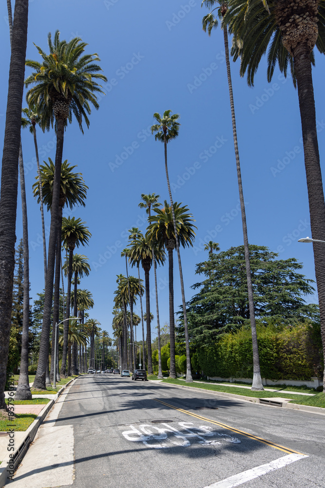 Beverly Hills street with tall palm trees Beverly Hills street with tall palm trees