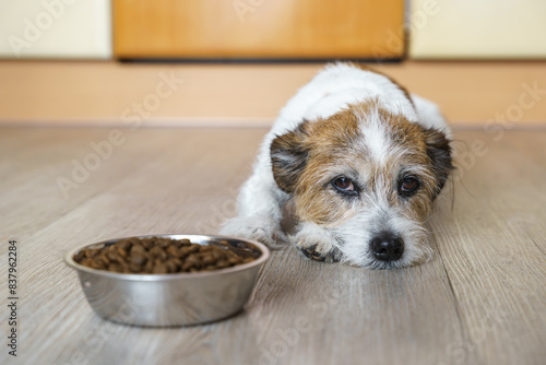 Ein kleiner Hund verweigert sein Futter. Bauchschmerzen, Haustier. 