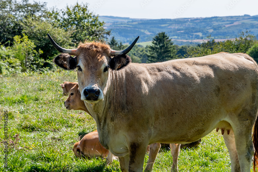 vache Aubrac dans son pré en train de nous regarder avec ses belles cornes et son pelage brun clair prêt d'Issoire dans le puy de dôme vache Aubrac dans son pré en train de nous regarder avec ses belles cornes et son pelage brun clair prêt d'Issoire dans le puy de dôme