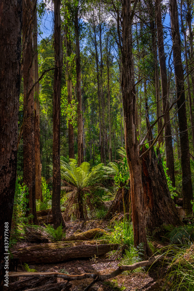 Fototapeta premium Waratah Lookout picnic grounds, Hartz Mountains National Park, Tasmania, Australia