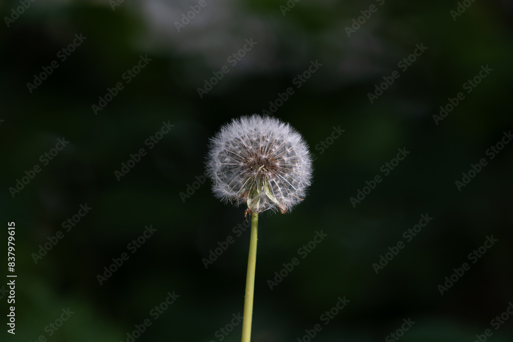 Springtime Beauty: Closeup of a Fluffy Blowball in a Verdant Meadow Springtime Beauty: Closeup of a Fluffy Blowball in a Verdant Meadow