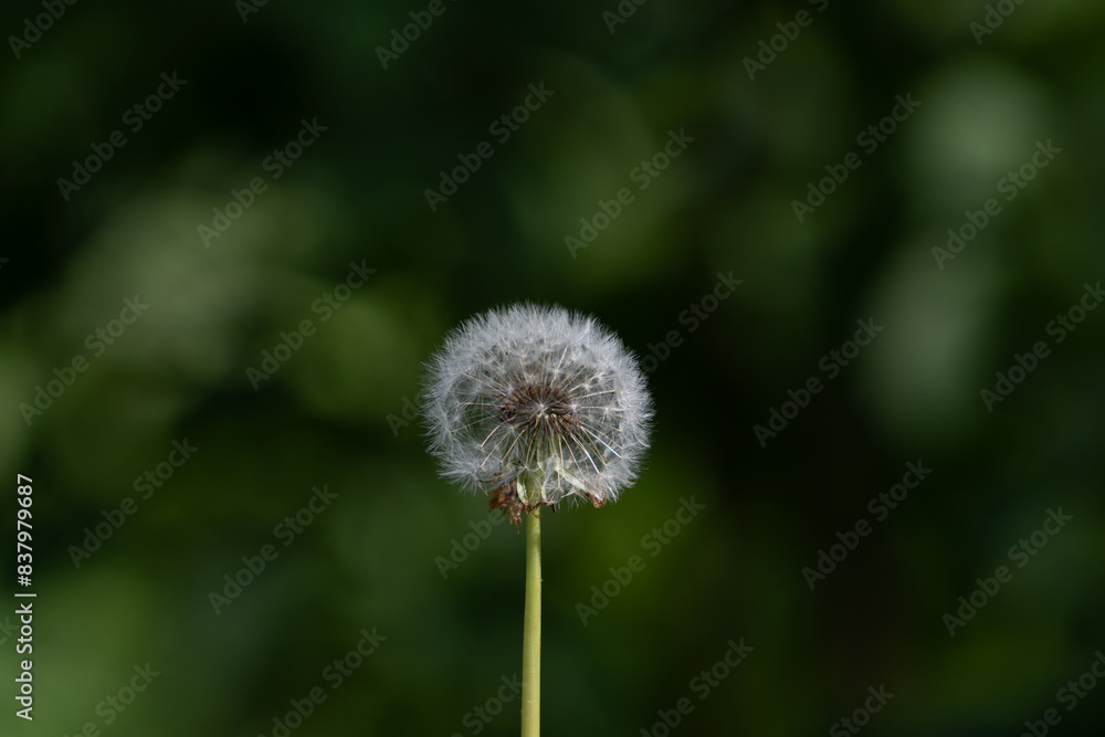 Sunny Spring Morning: Fluffy Blowball Blooming in a Verdant Meadow Sunny Spring Morning: Fluffy Blowball Blooming in a Verdant Meadow