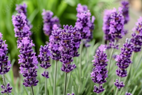 Lavender Flowers Blooming in a Garden