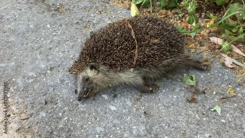 Dead hedgehog next to the road