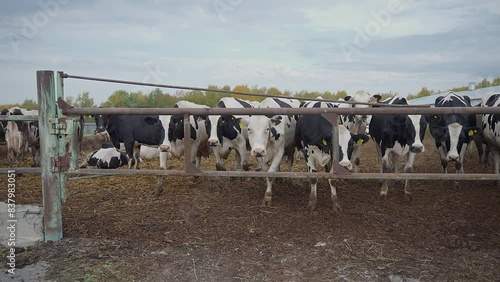Wallpaper Mural Herd of domestic cattle animals walking outside the farm. Flock of livestock cattle animals in the farm field. Lots of cattle cow animals farmed at the husbandry farm pasture. Grazing. Torontodigital.ca