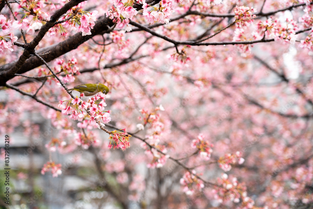 Bird is perched on branch of pink color sakura (Cherry) during blossom period