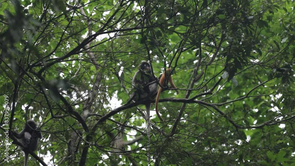 A Dusky langur and babies on a branch in the spring forest A Dusky langur and babies on a branch in the spring forest