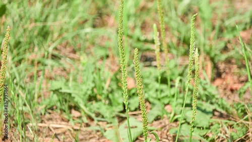 Plantago major, broadleaf plantain, white man's footprint, waybread, or greater plantain, is flowering plant in plantain family Plantaginaceae.