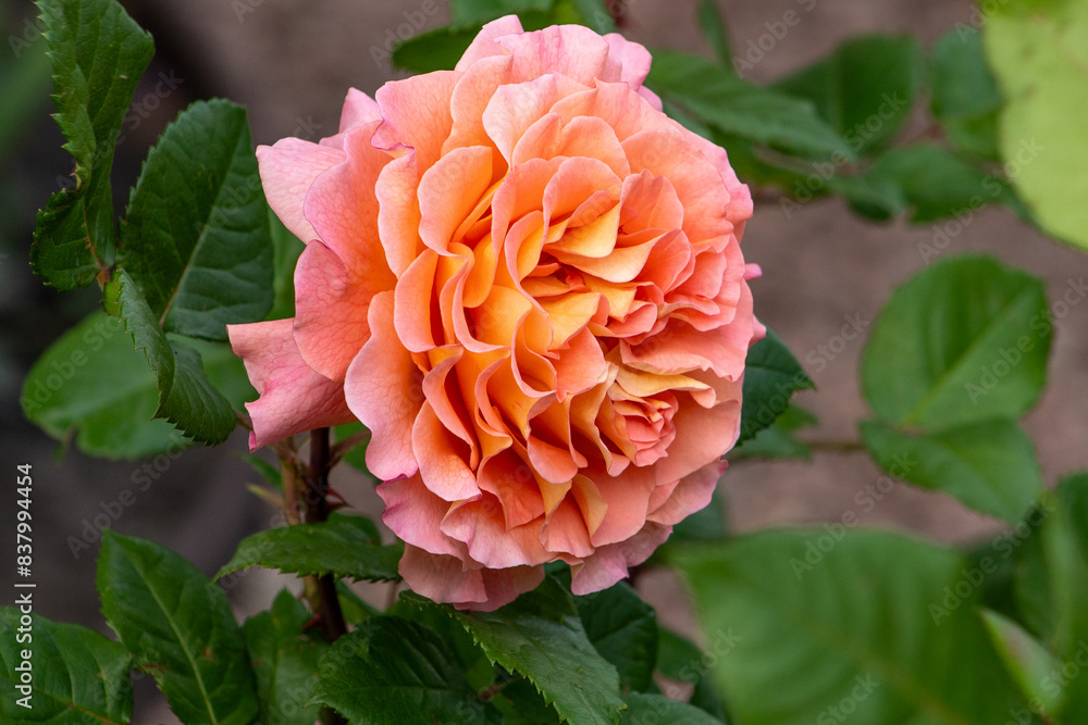 Orange pink rose bud in the garden. Flower red petals bush flowerbed. David Austin roses Orange pink rose bud in the garden. Flower red petals bush flowerbed. David Austin roses