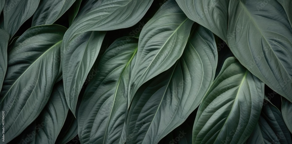 leaves textured by the light of the sun leaves textured by the light of the sun