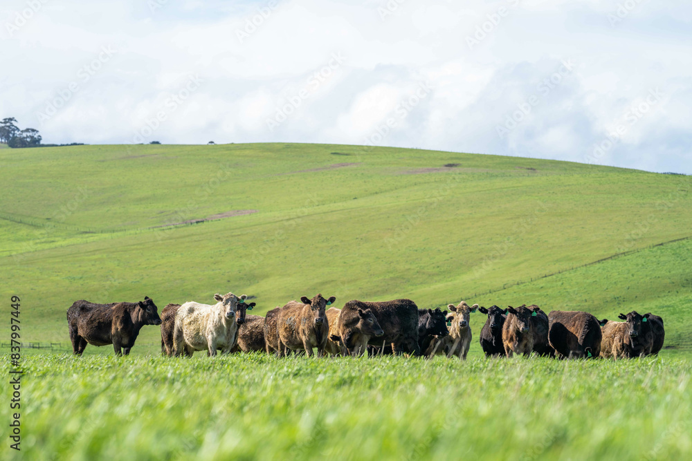 beautiful cattle in Australia eating grass, grazing on pasture. Herd of cows free range beef being regenerative raised on an agricultural farm. Sustainable farming beautiful cattle in Australia eating grass, grazing on pasture. Herd of cows free range beef being regenerative raised on an agricultural farm. Sustainable farming