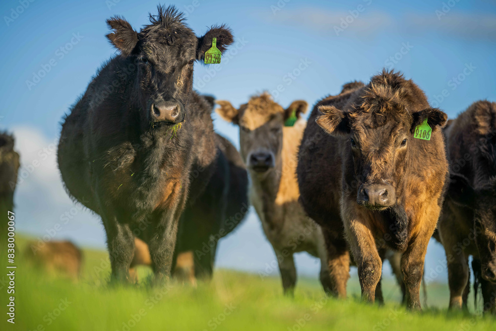 Naklejka premium beautiful cattle in Australia eating grass, grazing on pasture. Herd of cows free range beef being regenerative raised on an agricultural farm. Sustainable farming 