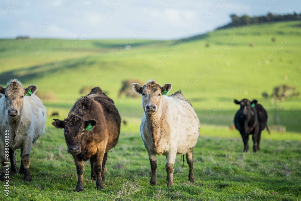 'herd of dairy cows grazing on lush long green pasture in a field on a. beef cattle farm in Australia on a ranch 'herd of dairy cows grazing on lush long green pasture in a field on a. beef cattle farm in Australia on a ranch