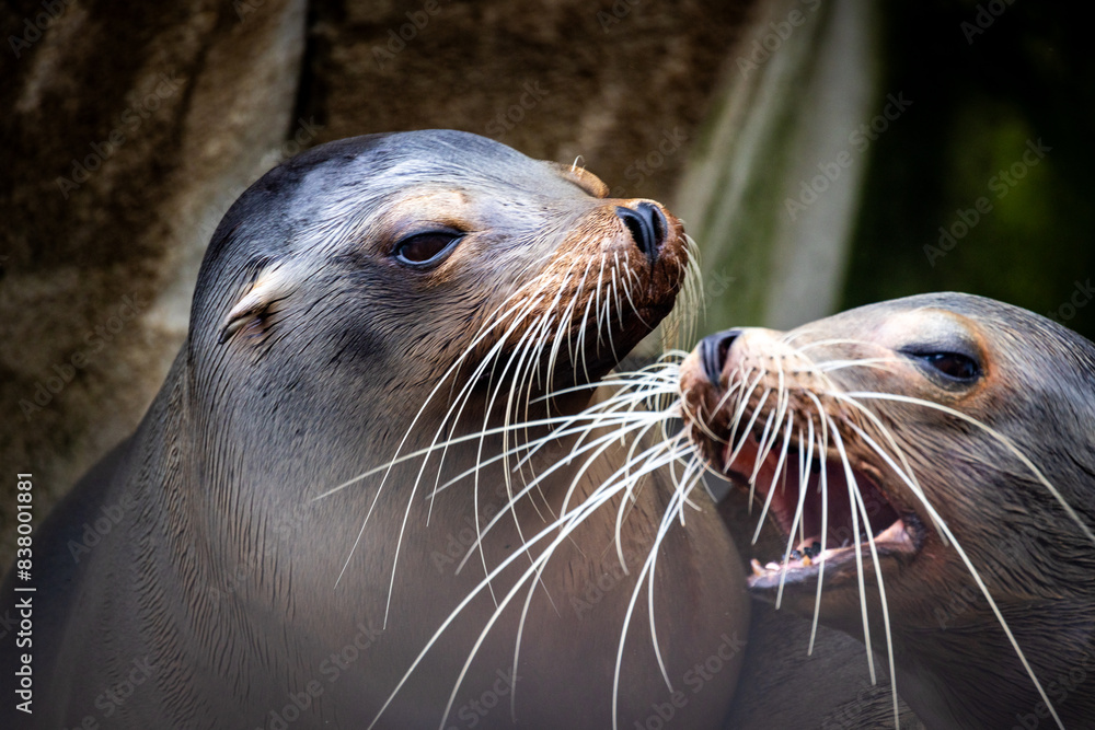 Obraz premium A closeup shot capturing playful interaction between two sea lions, highlighting their distinctive long whiskers