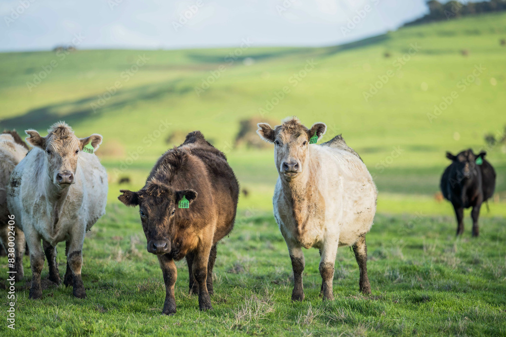 Fototapeta premium beautiful cattle in Australia eating grass, grazing on pasture. Herd of cows free range beef being regenerative raised on an agricultural farm. Sustainable farming of food crops.