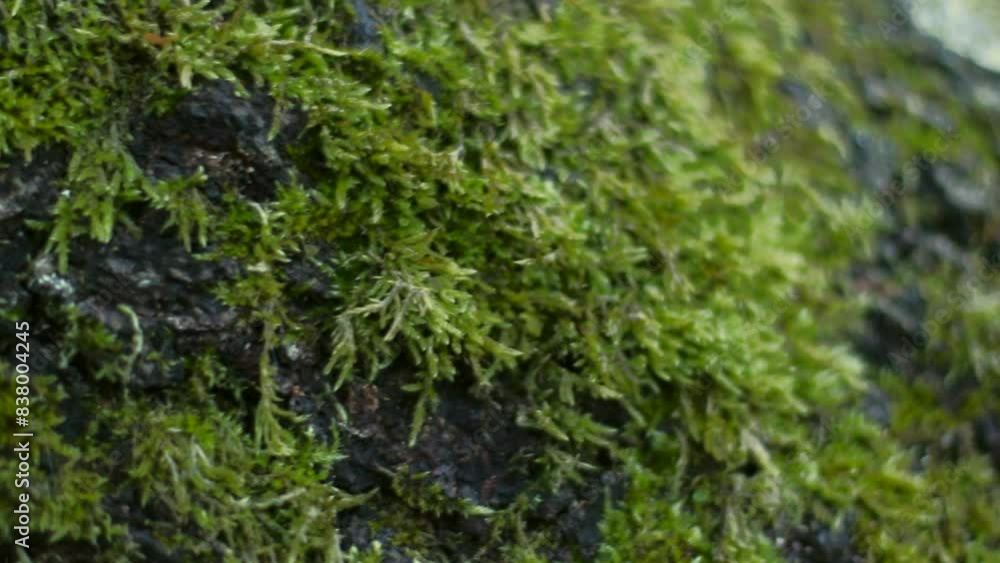 Moss Covered Tree Bark in Spring Summer Forest Moss Covered Tree Bark in Spring Summer Forest