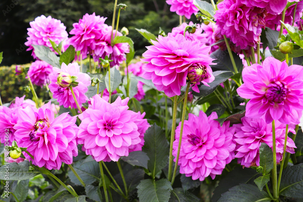 colorful dahlias in the city garden colorful dahlias in the city garden