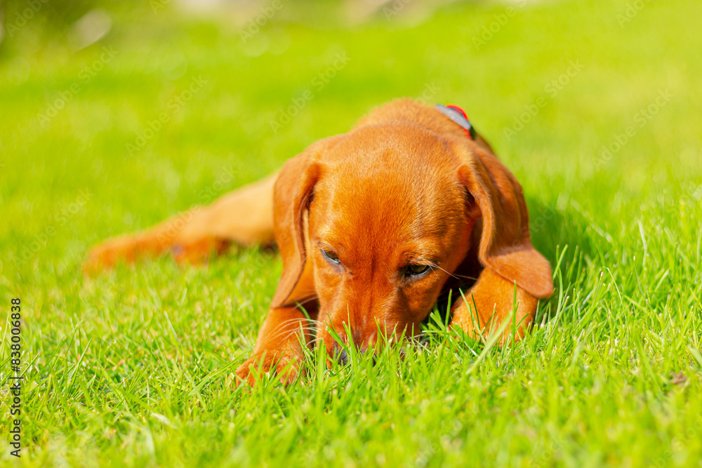 puppy of a hunting dog vizsla plays on grass puppy of a hunting dog vizsla plays on grass