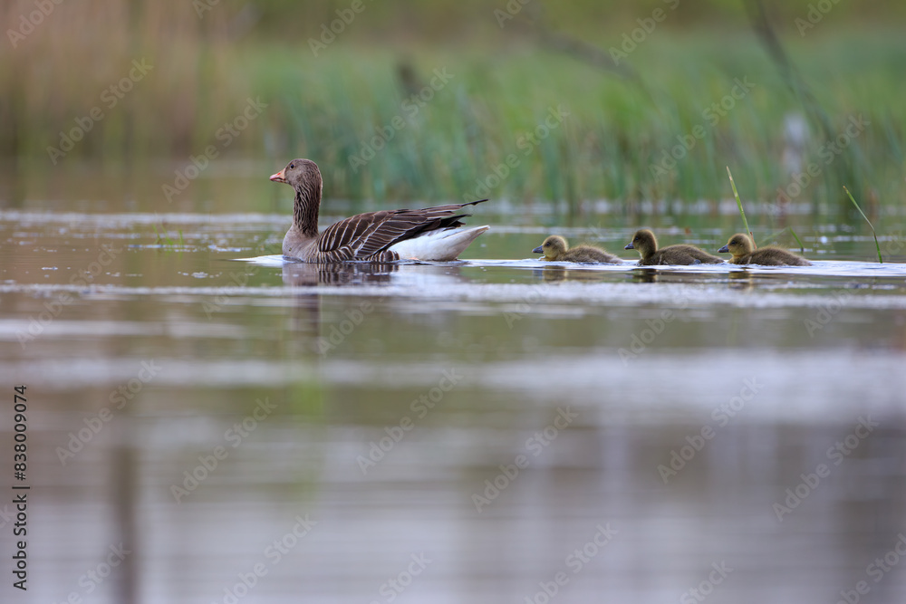 A goose swimming on the lake and three fluffy chicks A goose swimming on the lake and three fluffy chicks