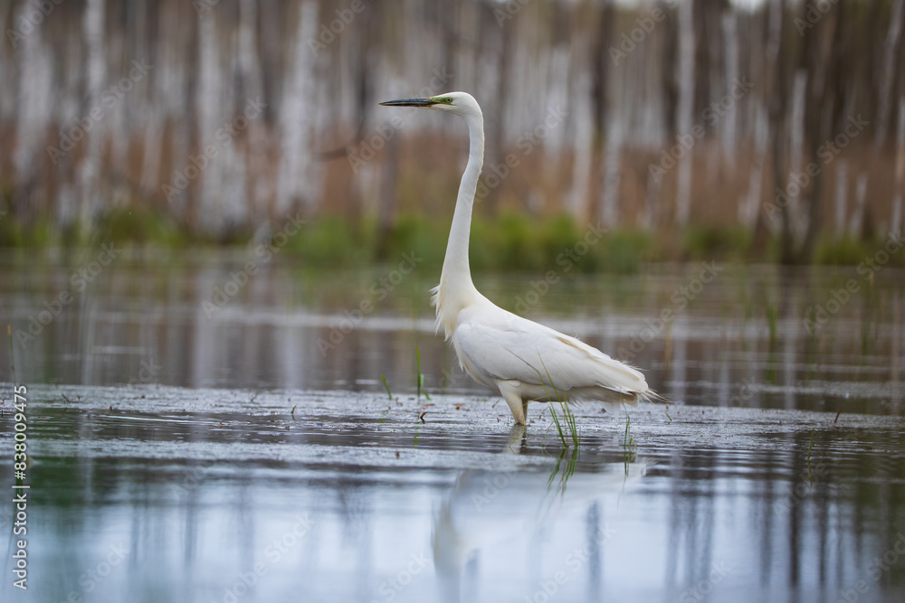 A heron on a pool against the background of reeds and white birch trunks A heron on a pool against the background of reeds and white birch trunks