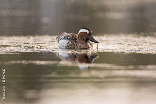 Swimming duck on a golden background