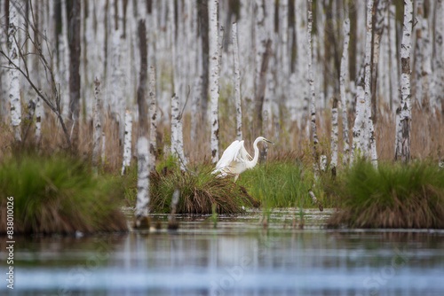 A white heron on a clump of swamp grass against the background of white birch trunks
