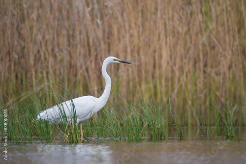 A heron walking among the grass on the lake with reeds in the background