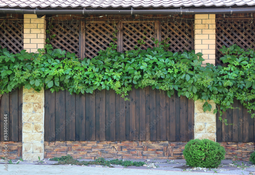 Wooden wall with green grape leaves. Rustic wooden barn wall covered by vine. Grapevines trailing over village house facade. Old cottage fence with climbing plant Wooden wall with green grape leaves. Rustic wooden barn wall covered by vine. Grapevines trailing over village house facade. Old cottage fence with climbing plant