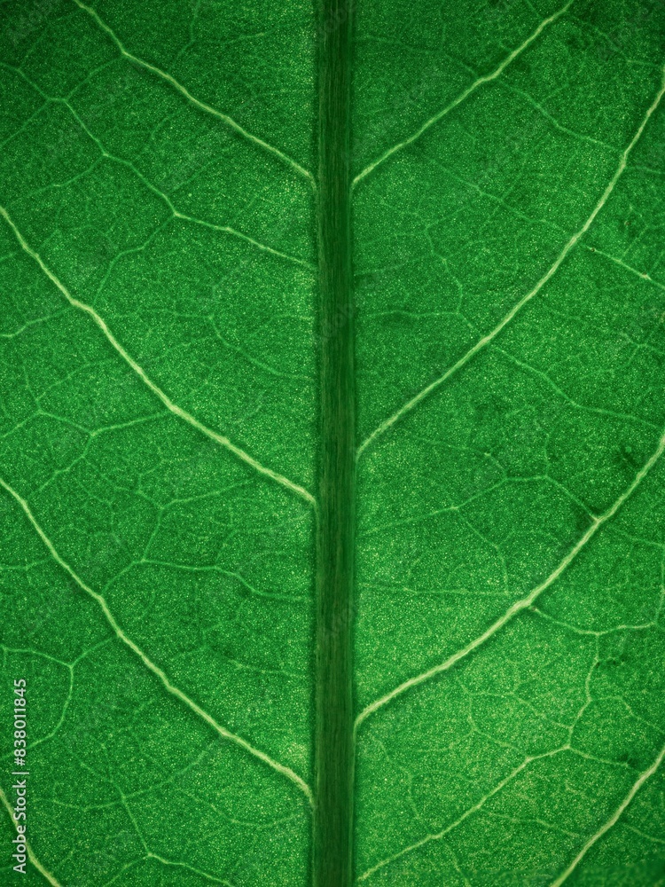 green leaf texture green leaf texture