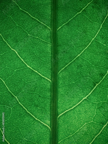 green leaf texture