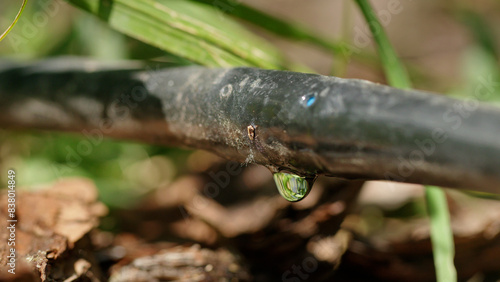 Water droplet on a drip irrigation hose. photo